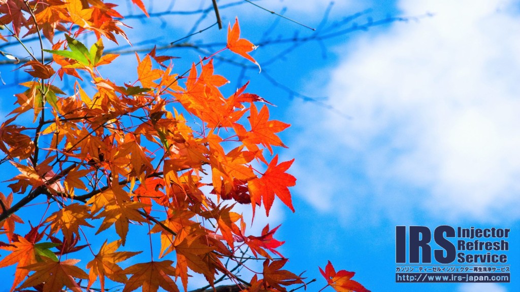 12087792_626399627502841_5827262162972782202_o