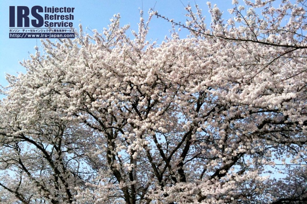 17492526_886026504873484_6815699386741434226_o