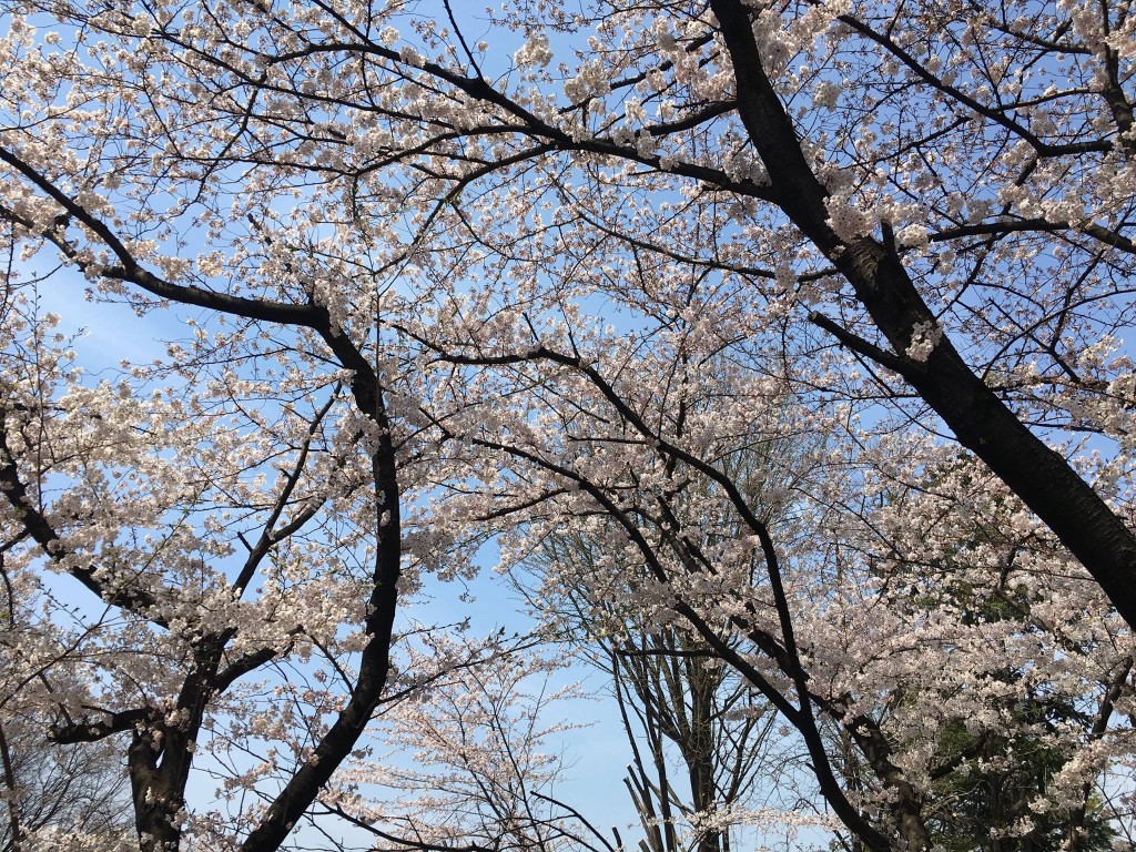 17758617_888370084639126_3942900428155097899_o